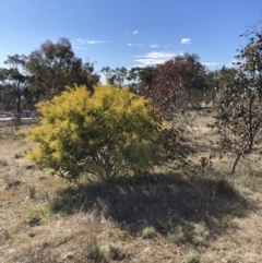 Acacia cultriformis at Watson, ACT - 22 Aug 2021