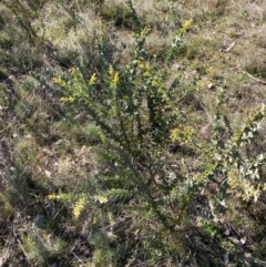 Acacia cultriformis at Watson, ACT - 22 Aug 2021