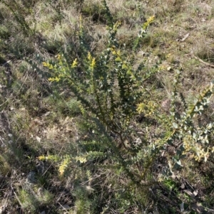 Acacia cultriformis at Watson, ACT - 22 Aug 2021