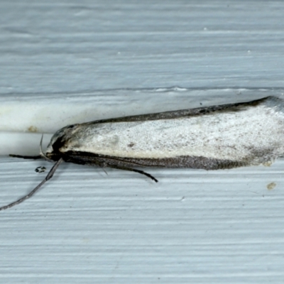 Philobota mathematica group undescribed species. (A concealer moth) at Ainslie, ACT - 19 Aug 2021 by jb2602