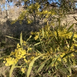Acacia rubida at Majura, ACT - 22 Aug 2021