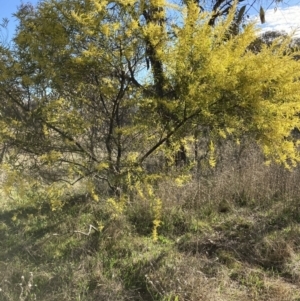 Acacia rubida at Majura, ACT - 22 Aug 2021