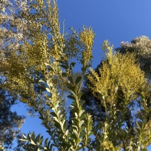 Acacia cultriformis at Watson, ACT - 22 Aug 2021