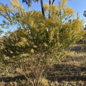 Acacia cultriformis at Watson, ACT - 22 Aug 2021 04:38 PM