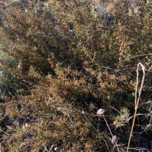 Daviesia genistifolia at Watson, ACT - 22 Aug 2021