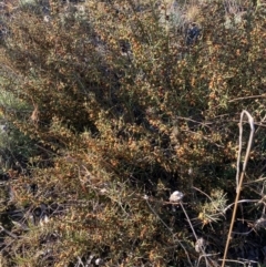 Daviesia genistifolia (Broom Bitter Pea) at Watson, ACT - 22 Aug 2021 by waltraud