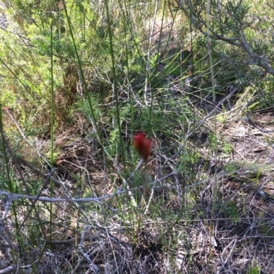 Unverified Plant at Evans Head, NSW - 23 Aug 2021 by Claw055