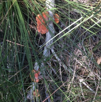 Unidentified Fungus at Bundjalung National Park - 23 Aug 2021 by Claw055