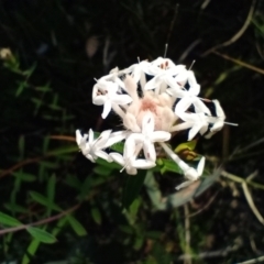 Pimelea linifolia (Slender Rice Flower) at Corang, NSW - 22 Aug 2021 by LeonieWood