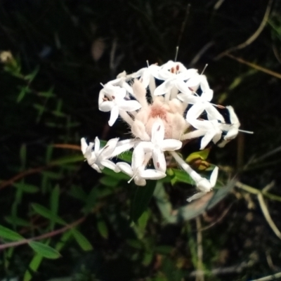 Pimelea linifolia (Slender Rice Flower) at Corang, NSW - 23 Aug 2021 by LeonieWood