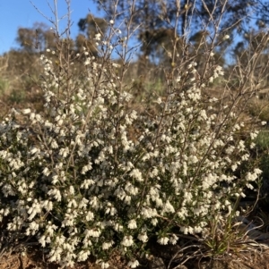 Cryptandra amara at Watson, ACT - 22 Aug 2021