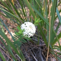 Pimelea sp. (Rice Flower) at Bundjalung National Park - 23 Aug 2021 by Claw055