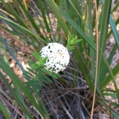 Pimelea sp. (Rice Flower) at Evans Head, NSW - 23 Aug 2021 by Claw055