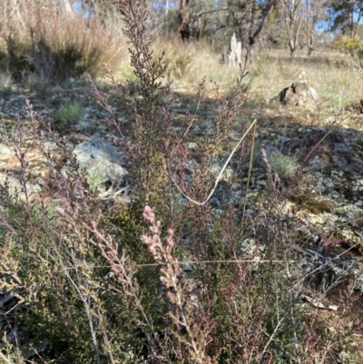 Kunzea parvifolia (Violet Kunzea) at Watson, ACT - 22 Aug 2021 by waltraud