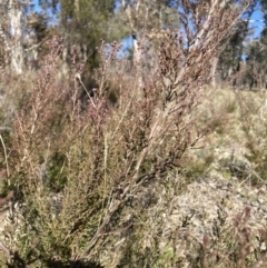 Kunzea parvifolia at Watson, ACT - 22 Aug 2021