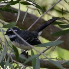 Rhipidura albiscapa (Grey Fantail) at Nine Mile Creek - 22 Aug 2021 by PaulF