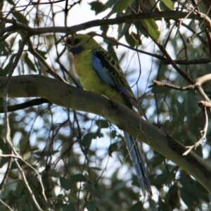 Platycercus elegans flaveolus at Table Top, NSW - 22 Aug 2021