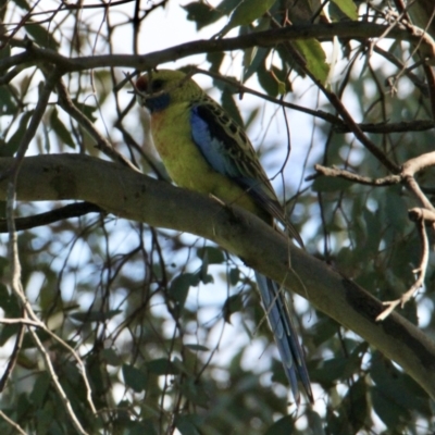 Platycercus elegans flaveolus (Yellow Rosella) at Nine Mile Creek - 22 Aug 2021 by PaulF