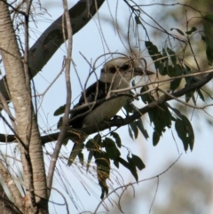 Dacelo novaeguineae (Laughing Kookaburra) at Nine Mile Creek - 22 Aug 2021 by PaulF