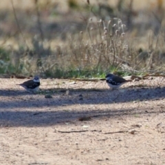 Stagonopleura guttata at Hume, ACT - suppressed