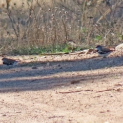 Stagonopleura guttata at Hume, ACT - 22 Aug 2021