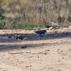 Stagonopleura guttata at Hume, ACT - suppressed