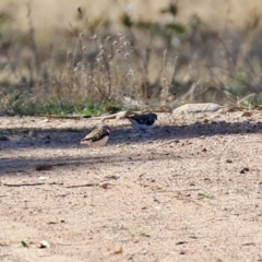 Stagonopleura guttata at Hume, ACT - suppressed