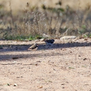 Stagonopleura guttata at Hume, ACT - suppressed