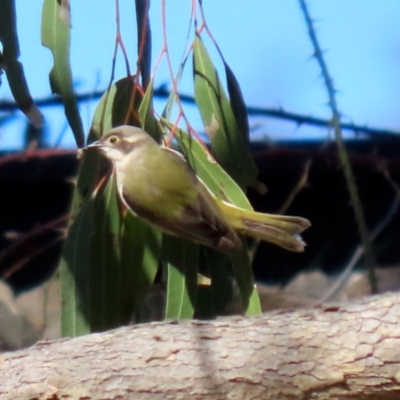 Melithreptus brevirostris (Brown-headed Honeyeater) at Hume, ACT - 22 Aug 2021 by RodDeb