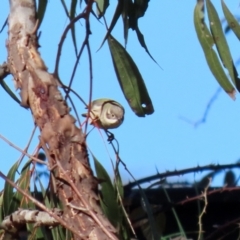 Melithreptus brevirostris at Hume, ACT - suppressed