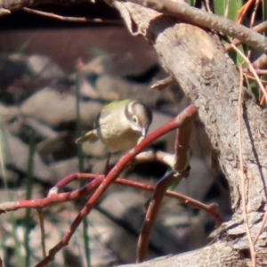 Melithreptus brevirostris at Hume, ACT - suppressed