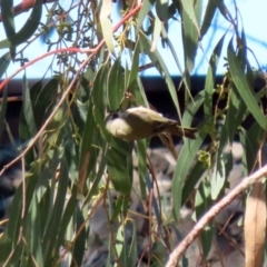 Melithreptus brevirostris at Hume, ACT - suppressed