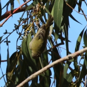 Melithreptus brevirostris at Hume, ACT - suppressed