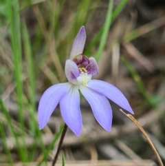 Cyanicula caerulea (Blue Fingers, Blue Fairies) at Denman Prospect, ACT - 23 Aug 2021 by AaronClausen