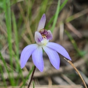 Cyanicula caerulea at Denman Prospect, ACT - 23 Aug 2021