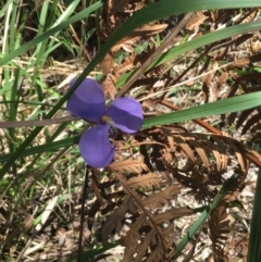 Patersonia sp. at Evans Head, NSW - 23 Aug 2021 by Claw055