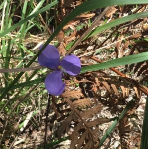 Patersonia sp. at Evans Head, NSW - 23 Aug 2021 12:54 PM