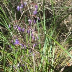 Dianella sp. (Flax Lily) at Evans Head, NSW - 23 Aug 2021 by Claw055