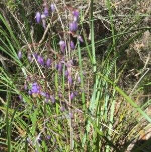 Dianella sp. at Evans Head, NSW - 23 Aug 2021