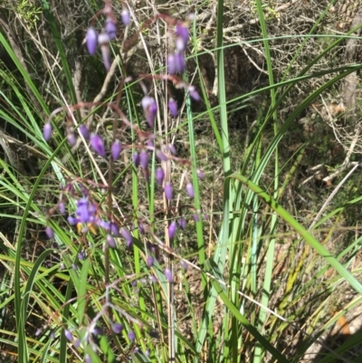 Dianella sp. (Flax Lily) at Bundjalung National Park - 23 Aug 2021 by Claw055
