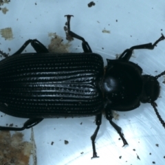 Unidentified Darkling beetle (Tenebrionidae) (TBC) at Ainslie, ACT - 18 Aug 2021 by jbromilow50