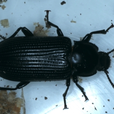 Meneristes australis (Darking beetle) at Ainslie, ACT - 18 Aug 2021 by jb2602