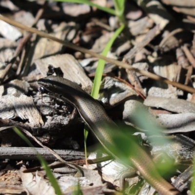 Morethia boulengeri (Boulenger's Skink) at Cook, ACT - 22 Aug 2021 by Tammy