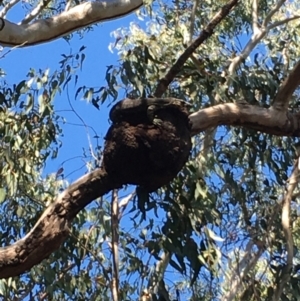 Varanus varius at Evans Head, NSW - suppressed