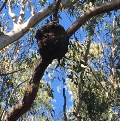 Varanus varius at Evans Head, NSW - suppressed
