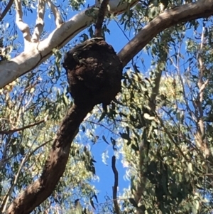 Varanus varius at Evans Head, NSW - suppressed