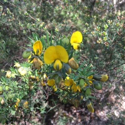 Gompholobium virgatum (Leafy Wedge Pea) at Bundjalung National Park - 23 Aug 2021 by Claw055