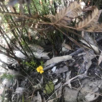 Unverified Plant at Evans Head, NSW - 23 Aug 2021 by AliClaw