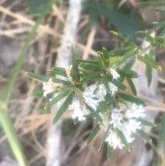 Leucopogon parviflorus (Coast Beard Heath) at Evans Head, NSW - 23 Aug 2021 by AliClaw