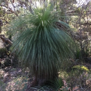 Xanthorrhoea sp. at Evans Head, NSW - 23 Aug 2021